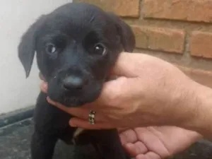 Cachorro raça SRD idade Abaixo de 2 meses nome Vitória