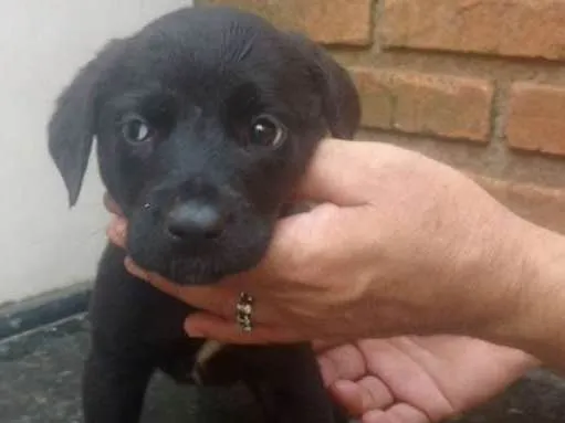 Cachorro ra a SRD idade Abaixo de 2 meses nome Vitória