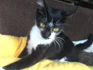 Gato raça SRD idade 2 a 6 meses nome Zara