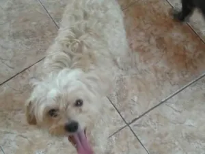 Cachorro raça Maltês  idade 2 anos nome Costela