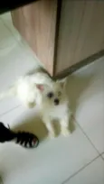 Laila