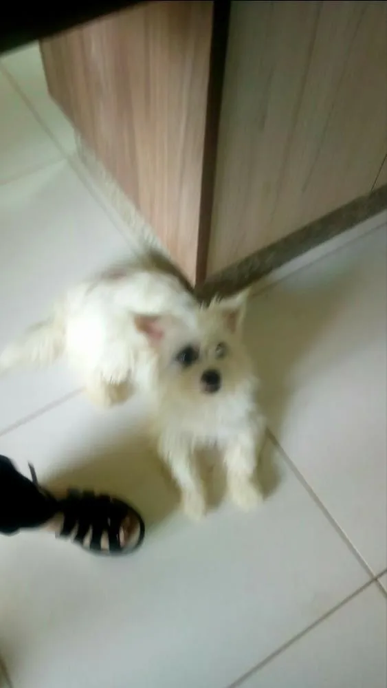 Cachorro raça Shitzu idade 2 anos nome Laila