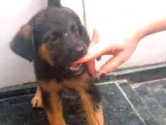 Cachorro ra a SRD idade Abaixo de 2 meses nome Lua