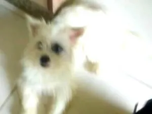 Cachorro raça Shitzu idade 2 anos nome Laila
