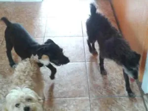 Cachorro raça Não defida idade 2 a 6 meses nome Spike 
