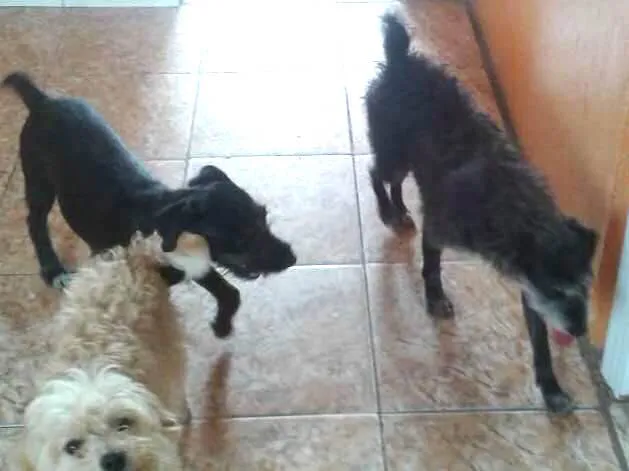Cachorro ra a Não defida idade 2 a 6 meses nome Spike 