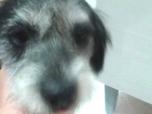 Cachorro raça Não definida  idade 3 anos nome Bela