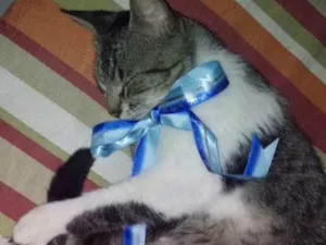 Gato raça SRD idade 7 a 11 meses nome Sem nome