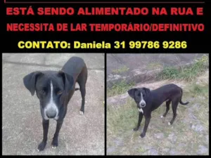 Cachorro raça vira lata idade 2 a 6 meses nome neguinho