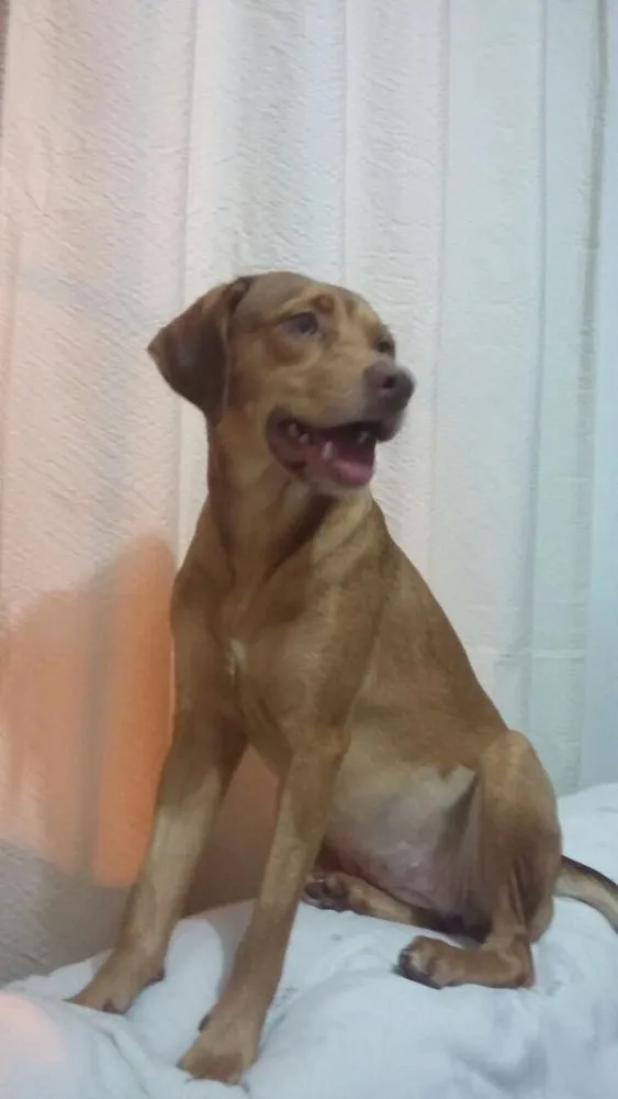 Cachorro ra a Srd idade 1 ano nome Gigi