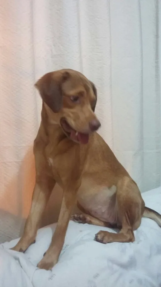 Cachorro ra a Srd idade 1 ano nome Gigi