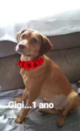 Gigi