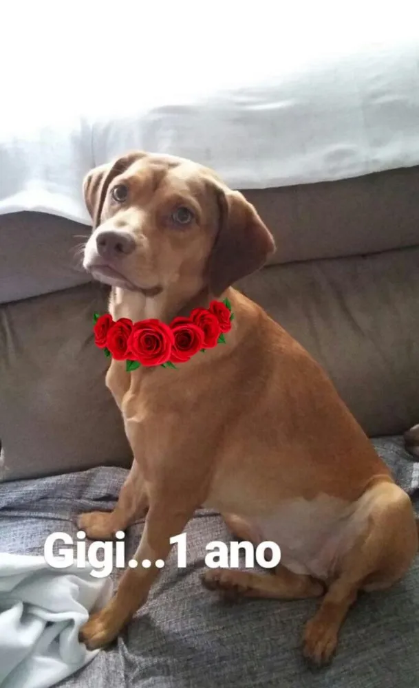 Cachorro ra a Srd idade 1 ano nome Gigi