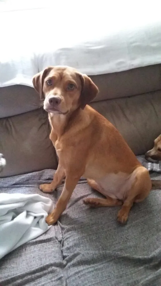 Cachorro ra a Srd idade 1 ano nome Gigi