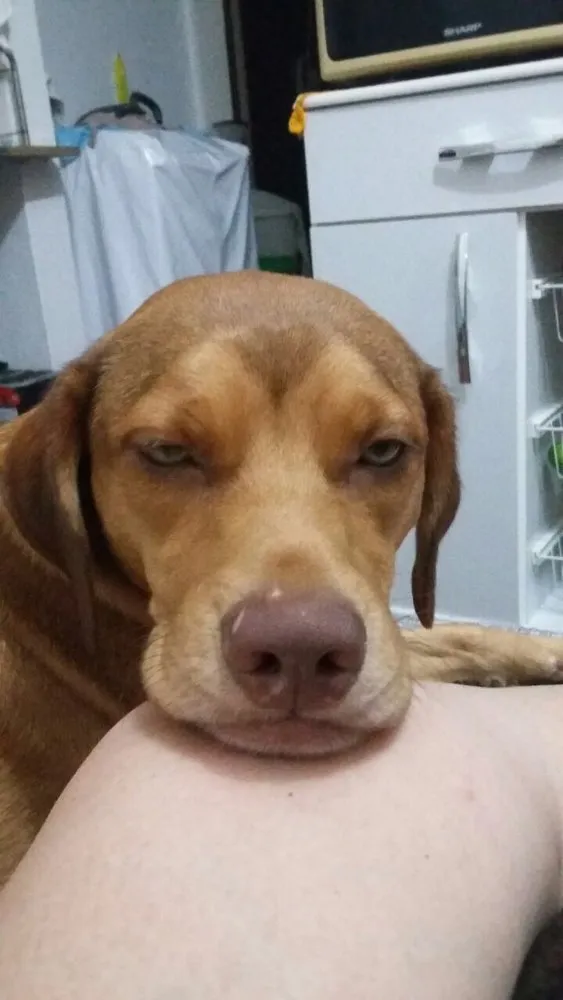 Cachorro ra a Srd idade 1 ano nome Gigi