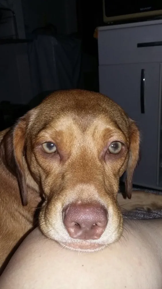 Cachorro ra a Srd idade 1 ano nome Gigi