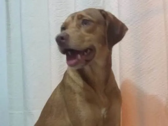 Cachorro ra a Srd idade 1 ano nome Gigi
