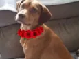 Gigi