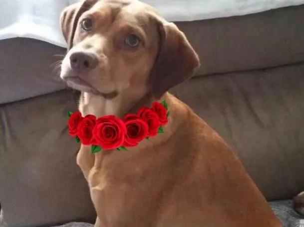 Cachorro ra a Srd idade 1 ano nome Gigi