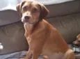 Gigi