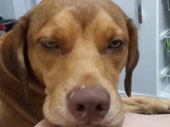 Cachorro ra a Srd idade 1 ano nome Gigi