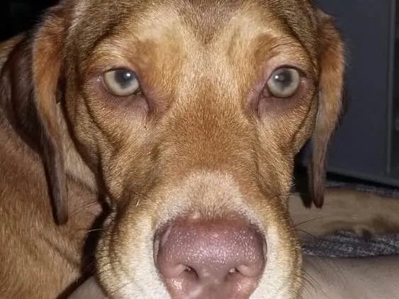 Cachorro ra a Srd idade 1 ano nome Gigi