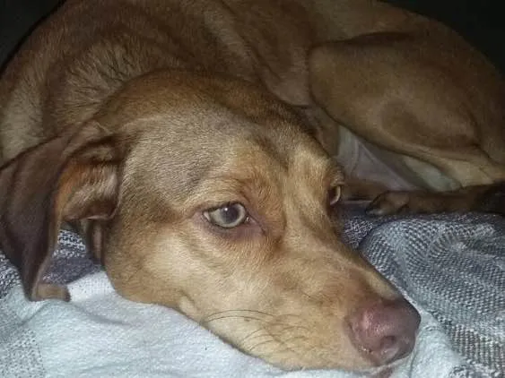 Cachorro ra a Srd idade 1 ano nome Gigi
