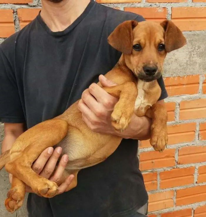 Cachorro ra a mestiça idade 7 a 11 meses nome Frida