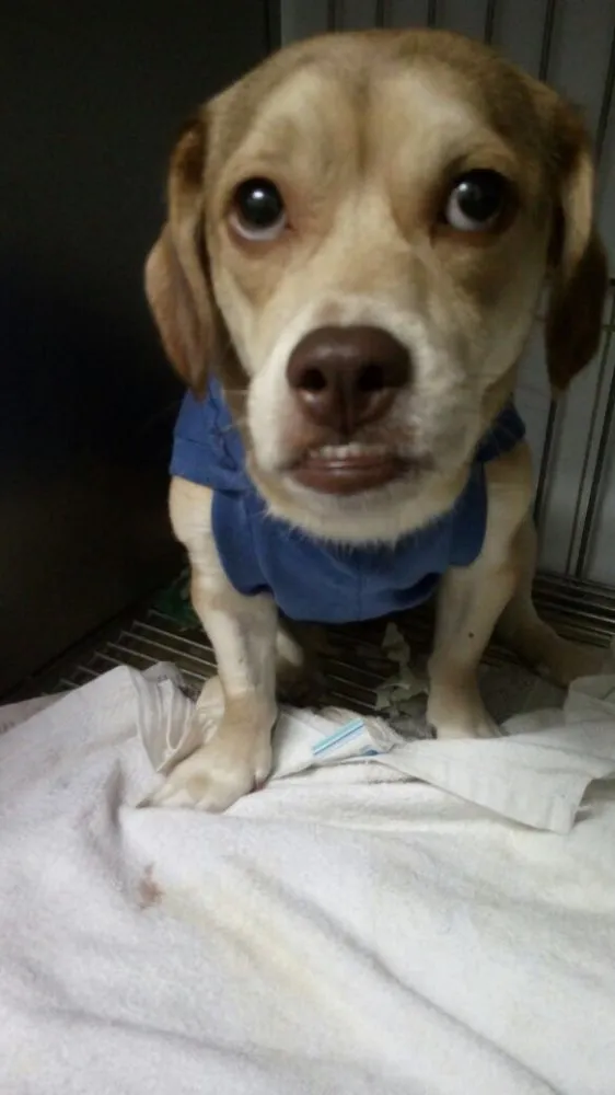 Cachorro ra a Srd idade 1 ano nome Branquinha