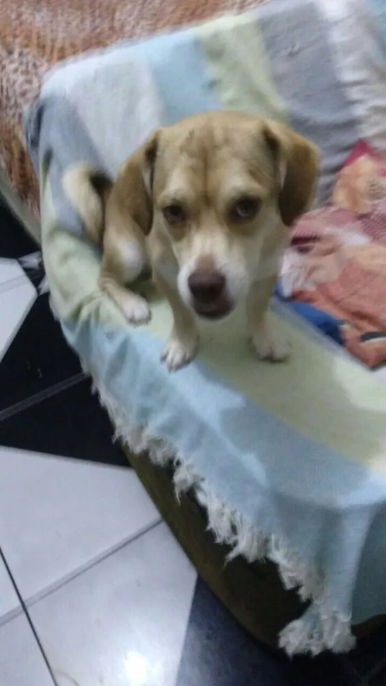 Cachorro ra a Srd idade 1 ano nome Branquinha