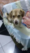 Branquinha