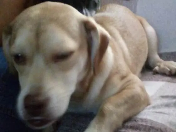 Cachorro ra a Srd idade 1 ano nome Branquinha