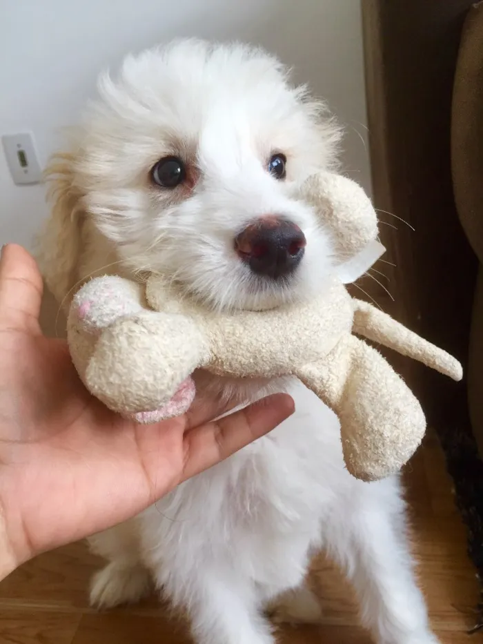 Cachorro ra a Mestiço  idade 2 a 6 meses nome Bitcoin 