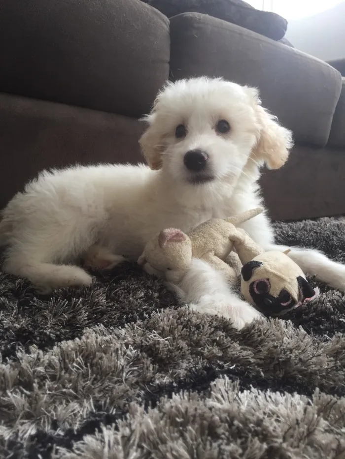 Cachorro ra a Mestiço  idade 2 a 6 meses nome Bitcoin 