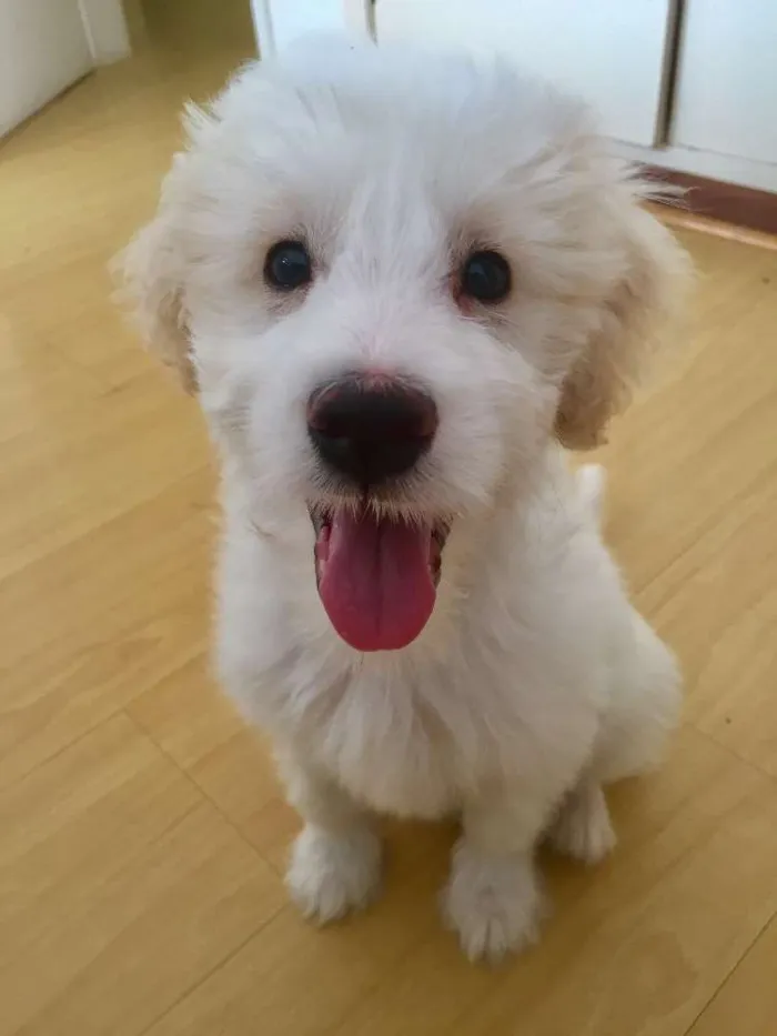 Cachorro ra a Mestiço  idade 2 a 6 meses nome Bitcoin 
