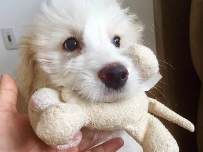 Cachorro ra a Mestiço  idade 2 a 6 meses nome Bitcoin 