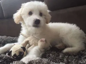Cachorro raça Mestiço  idade 2 a 6 meses nome Bitcoin 