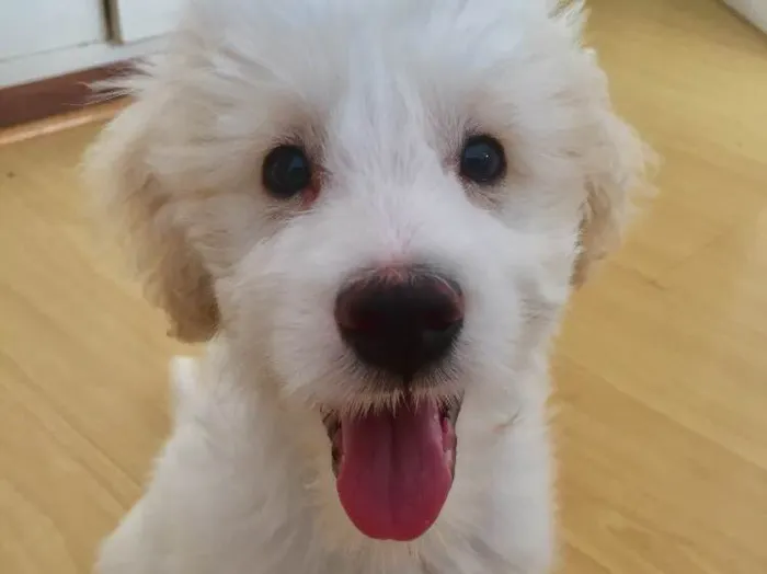 Cachorro ra a Mestiço  idade 2 a 6 meses nome Bitcoin 