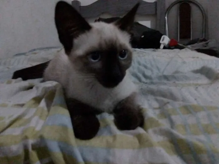 Gato raça Siamês mestiço idade 2 a 6 meses nome Gata