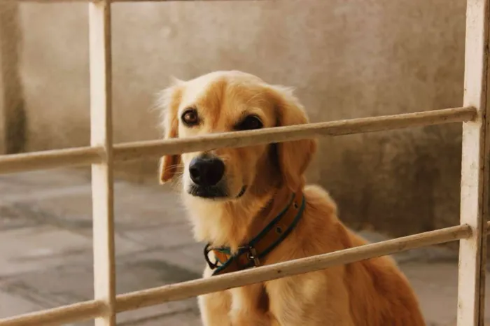 Cachorro ra a SRD idade 3 anos nome MARFIM