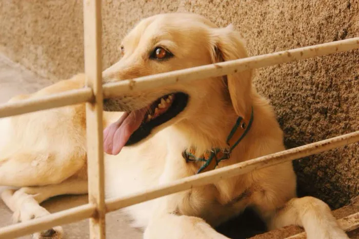 Cachorro ra a SRD idade 3 anos nome MARFIM
