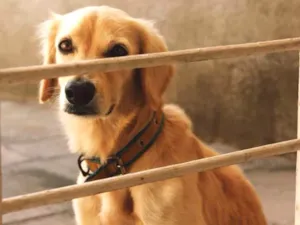 Cachorro raça SRD idade 3 anos nome MARFIM