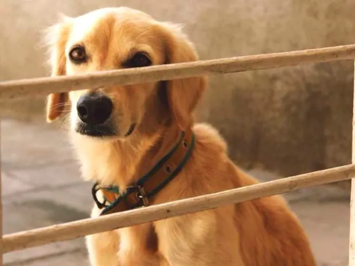 Cachorro ra a SRD idade 3 anos nome MARFIM