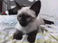 Gata