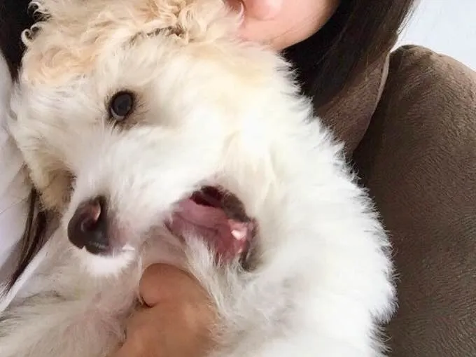 Cachorro ra a Mestiço  idade 2 a 6 meses nome Bitcoin 