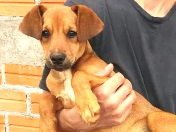 Cachorro ra a mestiça idade 7 a 11 meses nome Frida
