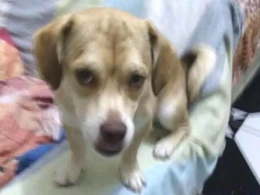 Cachorro ra a Srd idade 1 ano nome Branquinha