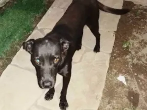 Cachorro raça SRD idade 1 ano nome Preta