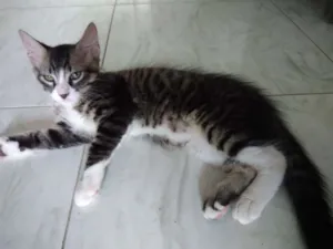 Gato raça SRD idade 2 a 6 meses nome Toddy