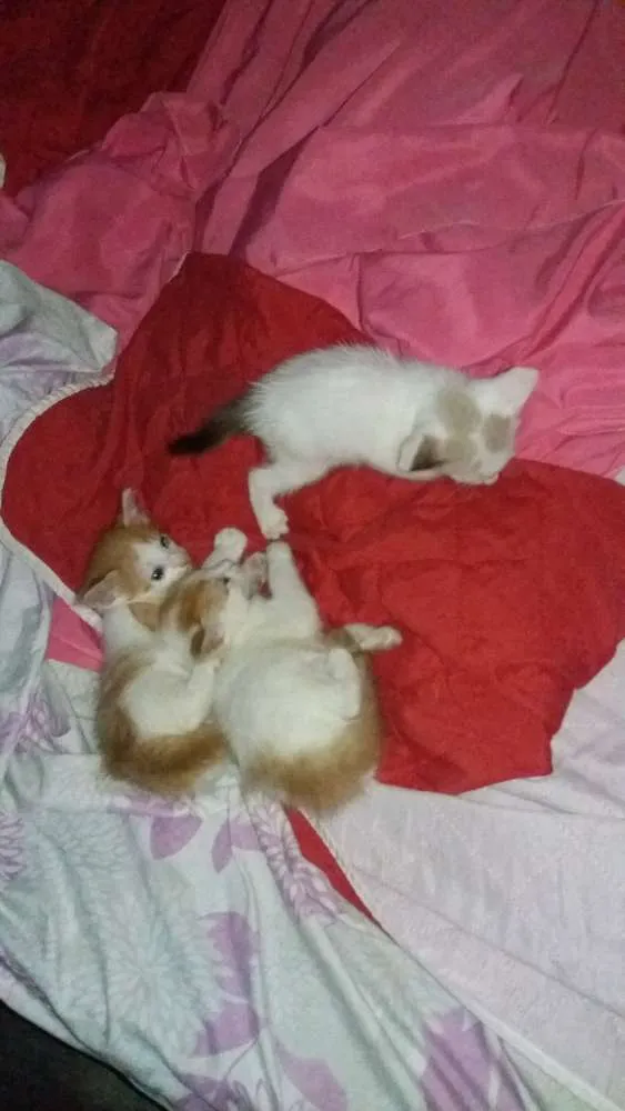 Gato ra a Não Sei idade 2 a 6 meses nome Sem Nome
